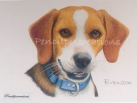 Branston- Beagle
