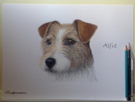 Alfie-Parson Russell Terrier